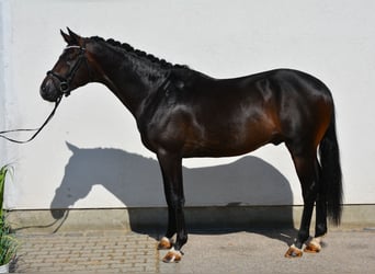 Duits sportpaard, Hengst, 3 Jaar, 168 cm, Donkerbruin, in München,