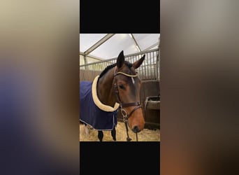 Gelding 6 years