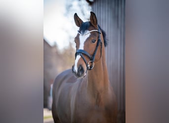 Oldenburger Springpferd, Stute, 6 Jahre, 167 cm, Brauner, in Bramsche