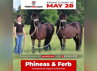 Fler ponnyer/små hästar, Valack, 10 år, 104 cm, Svart, in Carthage,