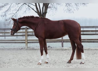 Hannoveraan, Merrie, 5 Jaar, 180 cm, Vos, in Riedstadt