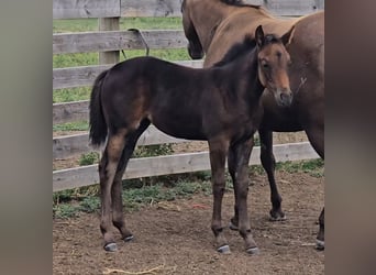 American Quarter Horse, Mare, Foal (05/2025), 14 hh, Bay-Dark, in Denton, MT