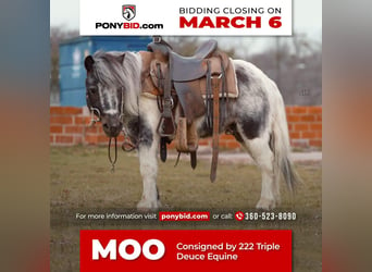 Plus de poneys/petits chevaux, Hongre, 13 Ans, 91 cm, in Weatherford, TX,