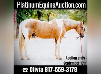 Paint Horse, Wallach, 14 Jahre, 155 cm, Palomino, in Weatherford,