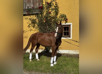 Wallach 9 Jahre