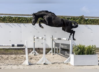 Studbook européen anglo, Jument, 3 Ans, 162 cm, Noir, in Waddinxveen,