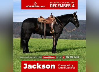 Friesian horses, Gelding, 10 years, 16 hh, Black, in Howard,
