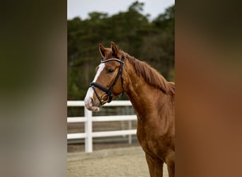 Westphalian, Gelding, 4 years, 16 hh, Chestnut-Red, in Nienhagen