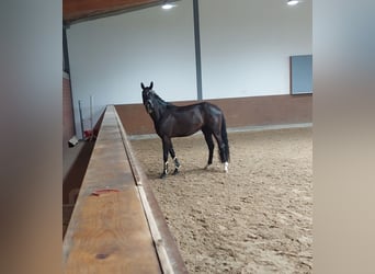 Merrie 3 Jaar