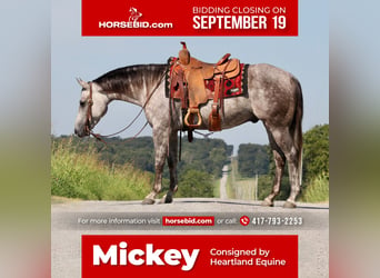 American Quarter Horse, Gelding, 6 years, Gray, in Mt Vernon, MO,