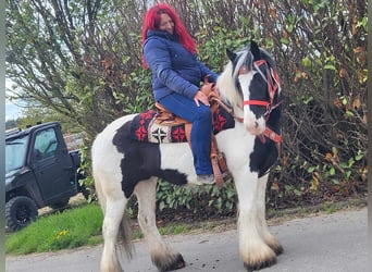 Gypsy Horse, Mare, 7 years, 14.1 hh, Pinto, in Linkenbach,