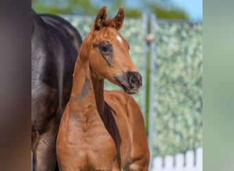Westphalian, Mare, Foal (03/2026), Chestnut, in Münster-Handorf