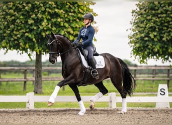 Hannoveraner, Stute, 9 Jahre, 163 cm, Rappe, in Egtved