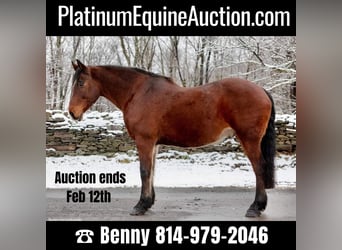 Quarter horse américain, Hongre, 13 Ans, 155 cm, Bai cerise, in Everette PA,