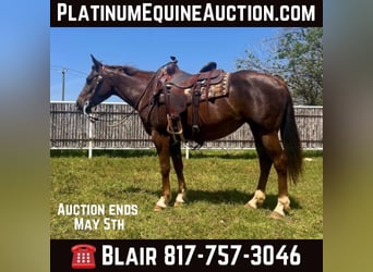 American Quarter Horse, Wallach, 5 Jahre, Dunkelfuchs, in Weatherford TX,