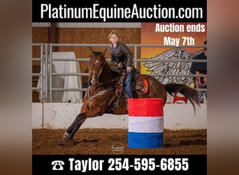 American Quarter Horse, Gelding, 12 years, Bay, in Morgan Mill TX,