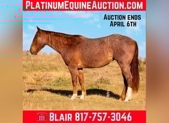 American Quarter Horse, Stute, 3 Jahre, 155 cm, Roan-Red, in Weatherford TX,