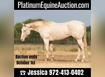 American Quarter Horse, Wallach, 6 Jahre, 147 cm, Perlino, in Ravenna TX,