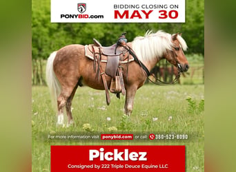 Plus de poneys/petits chevaux, Hongre, 13 Ans, 102 cm, Palomino, in Weatherford, TX,
