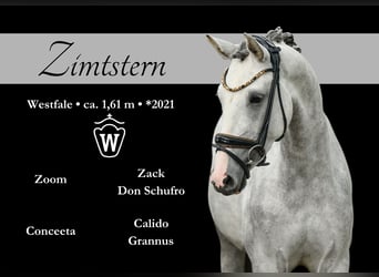 Westphalian, Mare, 3 years, 15.2 hh, Gray, in Wehringen,