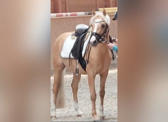 German Riding Pony, Stallion, Palomino, in Creglingen,