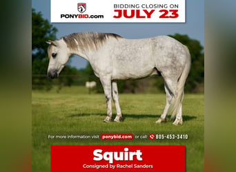 Quarter Pony, Gelding, 6 years, 12 hh, Gray, in Pilot Point, TX,