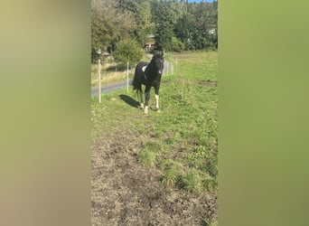 Curly Horse, Hengst, 7 Jahre, 155 cm, Tobiano-alle-Farben, in Freyung