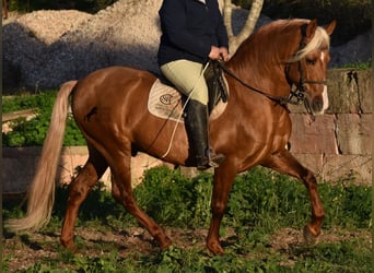 Andalusian, Stallion, 7 years, 15.2 hh, Palomino, in Mallorca,