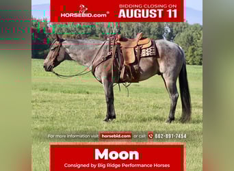 American Quarter Horse, Gelding, 9 years, 15,2 hh, Roan-Bay, in Baldwyn, MS