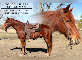 Missouri Foxtrotter, Ruin, 11 Jaar, 150 cm, Roodvos, in Houston, MO