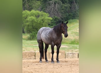 Cheval de trait Croisé, Hongre, 5 Ans, 165 cm, Rouan Bleu, in Millersburg,