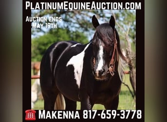 Quarter horse américain, Hongre, 4 Ans, 152 cm, Tobiano-toutes couleurs, in Breckenridge TX,