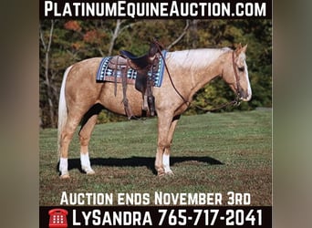 Draft Horse, Valack, 11 år, 160 cm, Palomino, in Brodhead, KY,