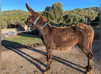 Donkey, Mare, 1 year, Black, in BERGA, BARCELONA,