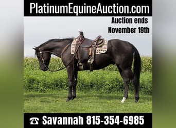 Quarter horse américain, Hongre, 5 Ans, 157 cm, Noir, in Woodstock IL,