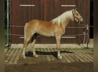 Haflinger, Wallach, 4 Jahre, 153 cm, Palomino, in Wackerow