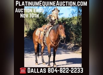 American Quarter Horse, Ruin, 7 Jaar, 150 cm, Roan-Bay, in Camp Verde AZ,