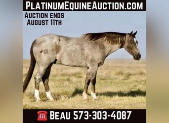 American Quarter Horse, Gelding, 7 years, 15,2 hh, Roan-Red, in Canyon TX,