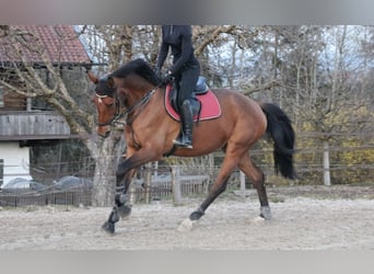 Suche Reitbeteiligung 