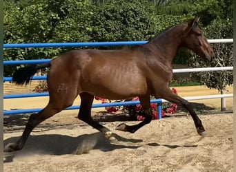 PRE, Mare, 3 years, 16.1 hh, Bay-Dark, in Fuentes De Andalucia,