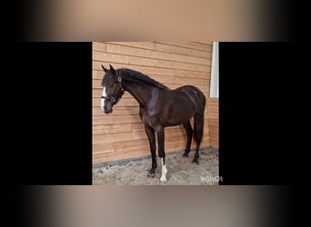 KWPN, Stallion, 3 years, 16.2 hh, Buckskin, in Den ham,
