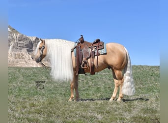 American Quarter Horse, Ruin, 6 Jaar, 150 cm, Palomino, in Bayard, Nebraska,