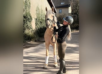 Deutsches Reitpony, Wallach, 4 Jahre, 154 cm, Palomino, in Münster