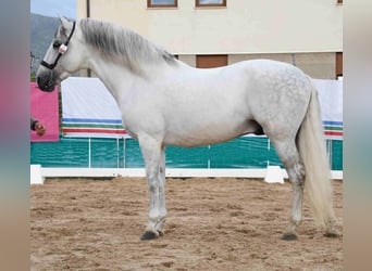 PRE Mix, Stallion, 11 years, 16.2 hh, Gray, in MADRID,