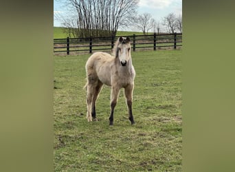Anglo European Studbook, Mare, 1 year, 16 hh, Buckskin, in Settle,
