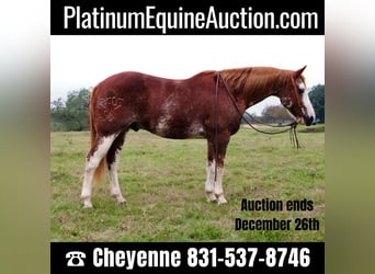 American Quarter Horse, Wallach, 12 Jahre, 150 cm, Roan-Red, in Victoria, TX,