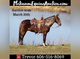 Rocky Mountain horse, Hongre, 15 Ans, Alezan brûlé, in Whitley City, KY,