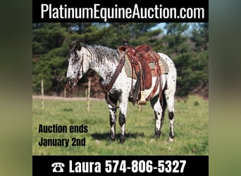 Appaloosa, Hongre, 5 Ans, 132 cm, Gris, in North Judson IN,