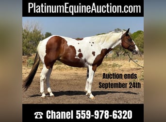 Quarter horse américain, Hongre, 11 Ans, 145 cm, Tobiano-toutes couleurs, in Bryers TX,