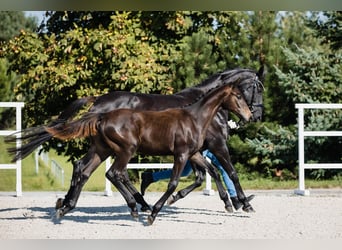 Hanoverian, Stallion, 1 year, Bay-Dark, in DUSZNIKI,